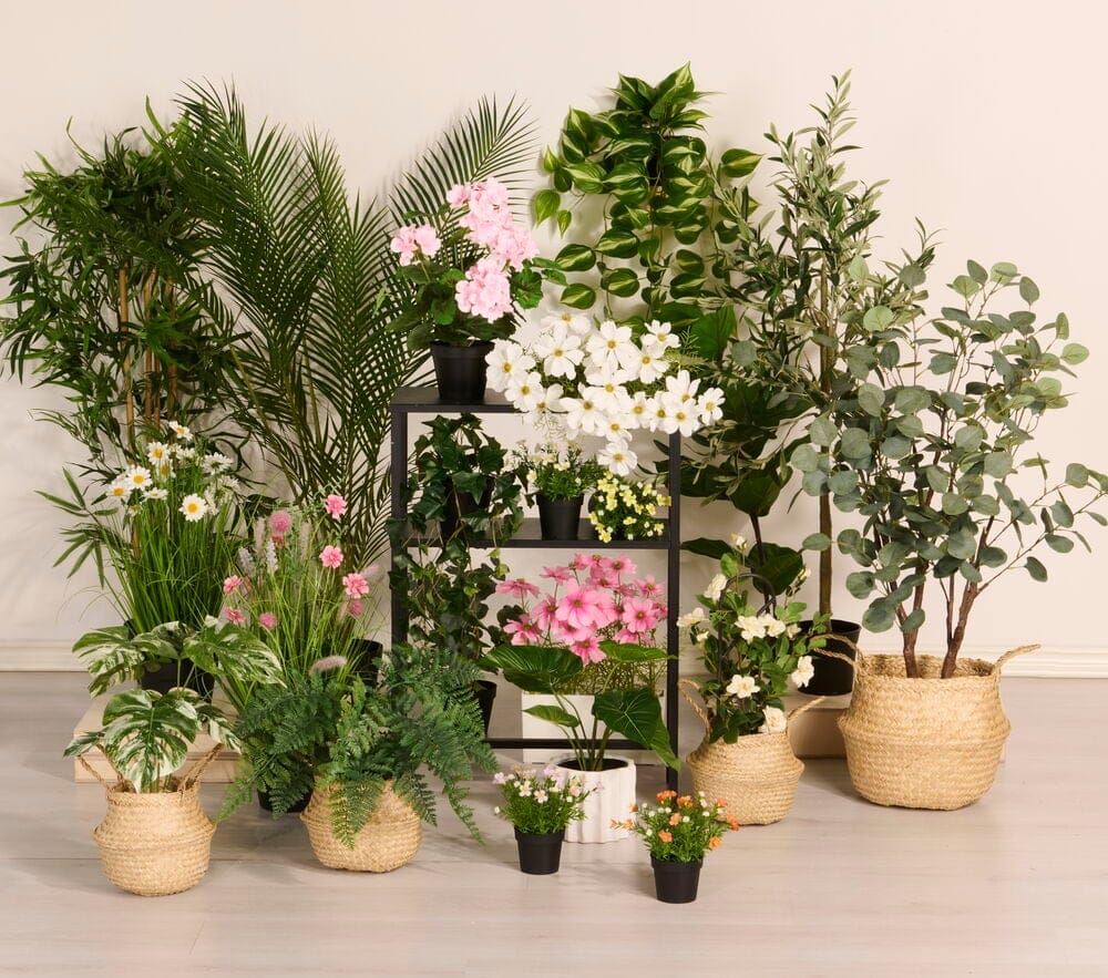 Zimmerpflanze Hortensie | Rusta.com