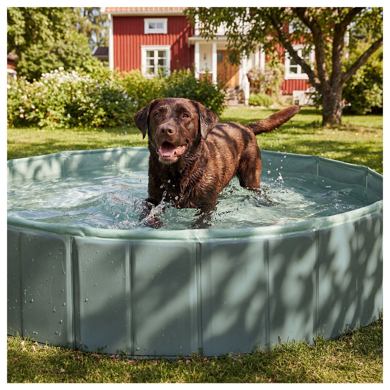Brun labrador badar i en hundpool. Trädgård och rött hus i bakgrunden.