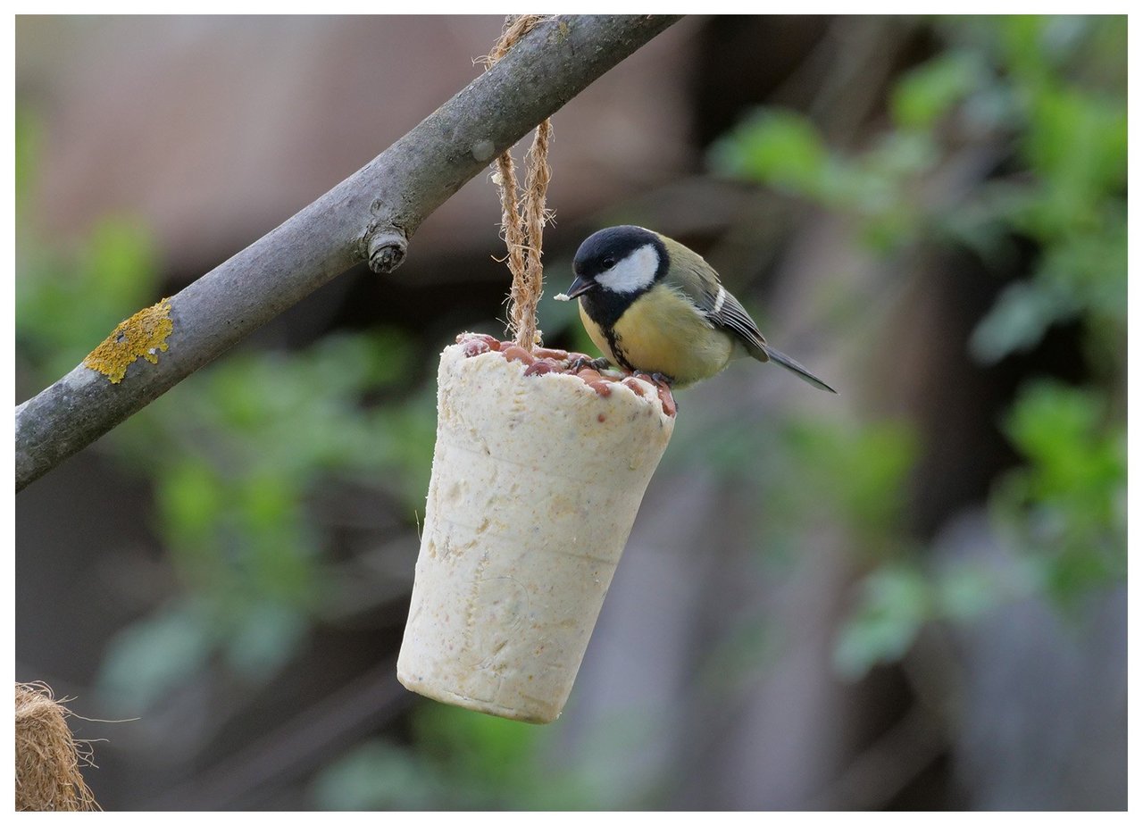 Ein Vogel sitzt auf einem zylinderförmigen Vogelfutterspender, der an einem Baumast aufgehängt ist.