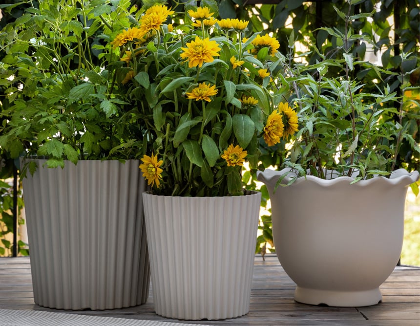 Drei Blumentöpfe auf Balkon mit grünen Pflanzen und gelben Blumen in üppiger Umgebung.