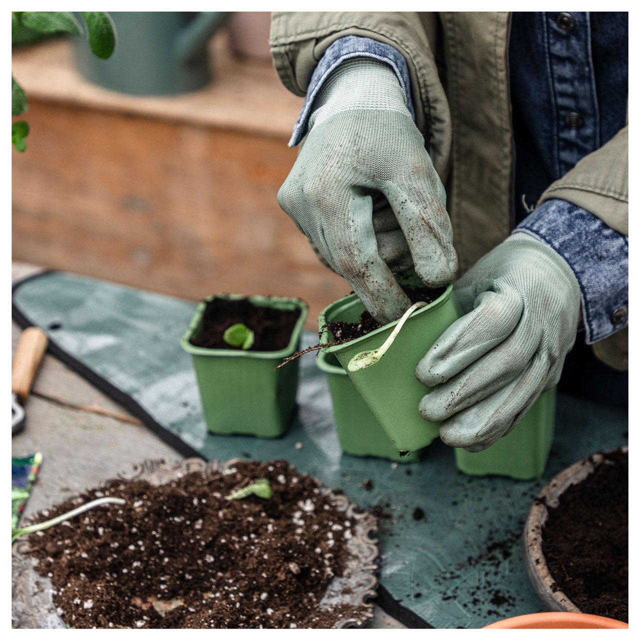 Nærbilde av hender med hagehansker som planter i en plastpotte.