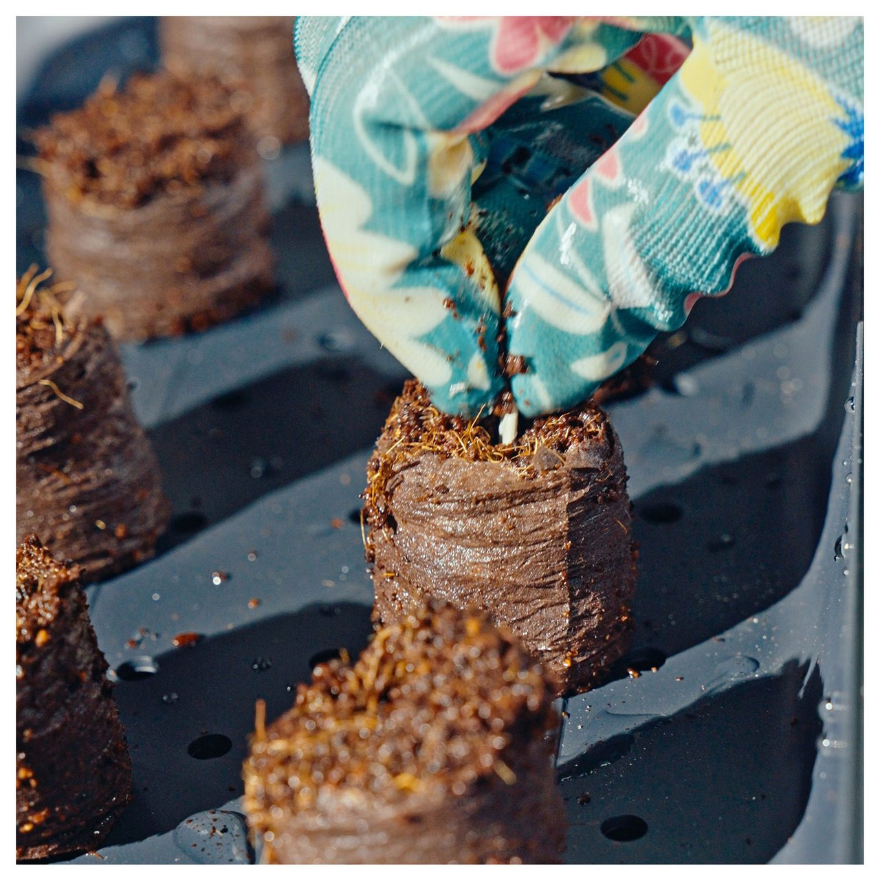 Et frø settes i en dyrkingsbrikett.