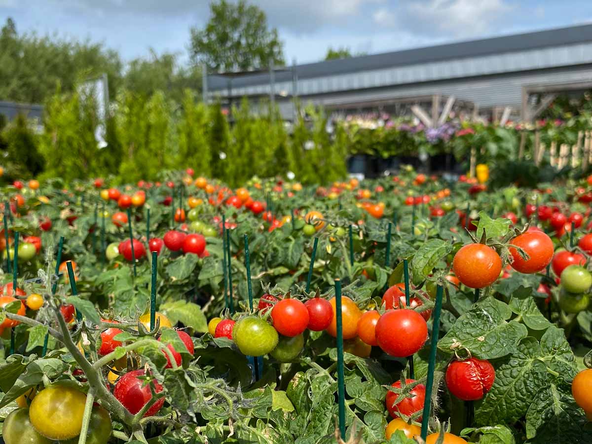 Puutarhamyyjä auttaa asiakasta