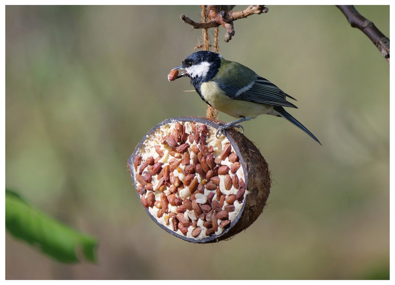 Ein Vogel holt sich Futter an einer mit Nüssen gefüllten Kokosnuss, die im Freien aufgehängt ist.