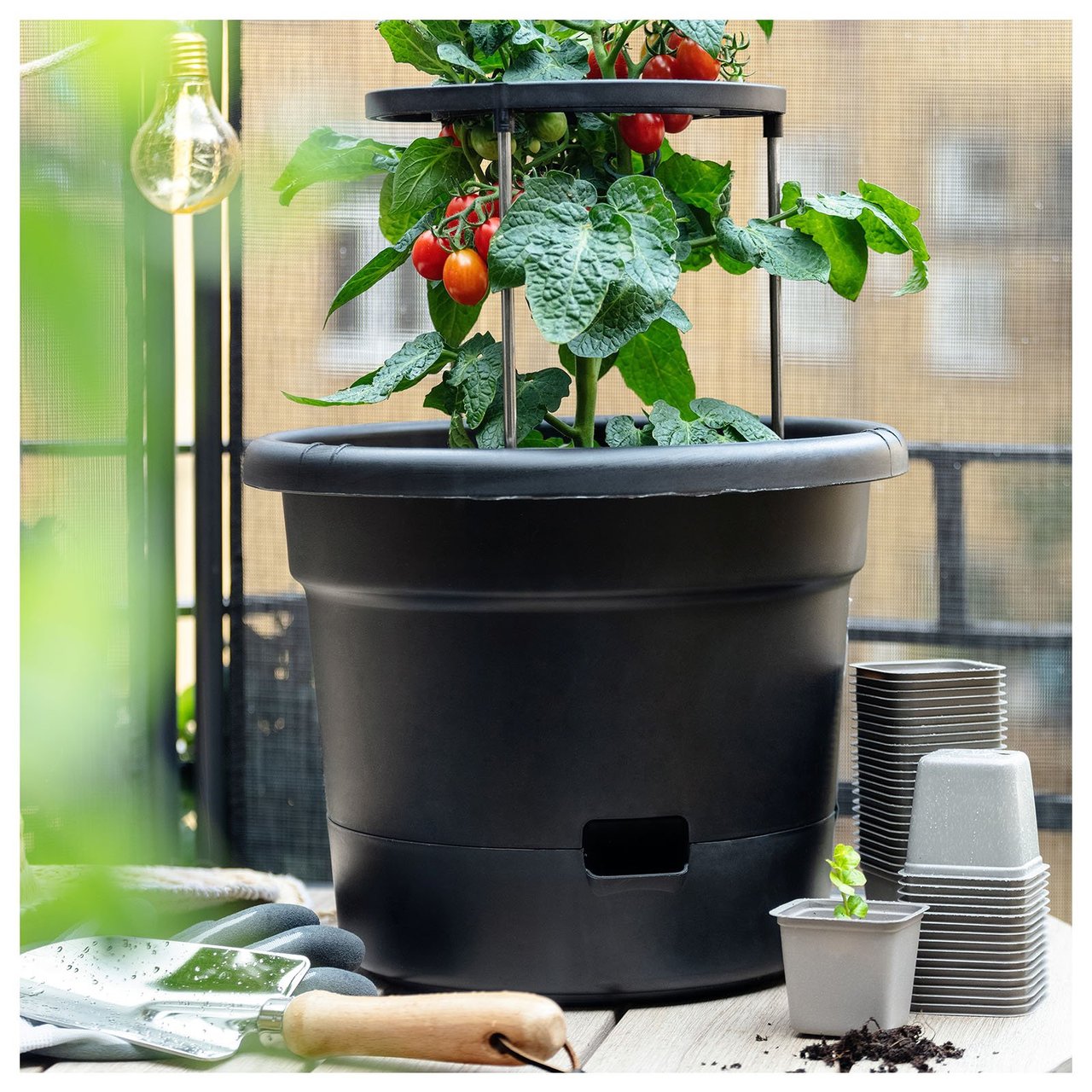 Nærbilde av en svart tomatpotte i plast der tomatplanten har vokst til og begynner å få røde tomater.