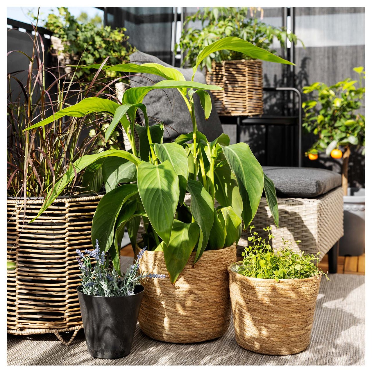 Nærbilde av flere krukker i naturmateriale med grønne vekster på en balkong.