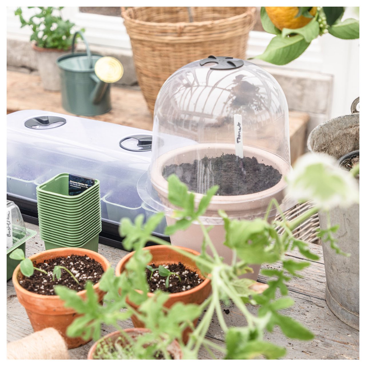 Nærbilde av et kultiveringslokk og terrakottakrukker på et bord.