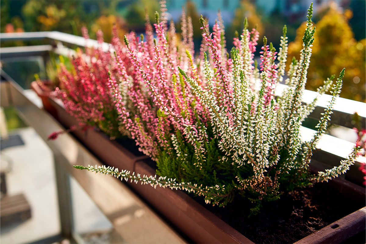 Callunoiden istutus parvekelaatikossa syksyisessä valossa