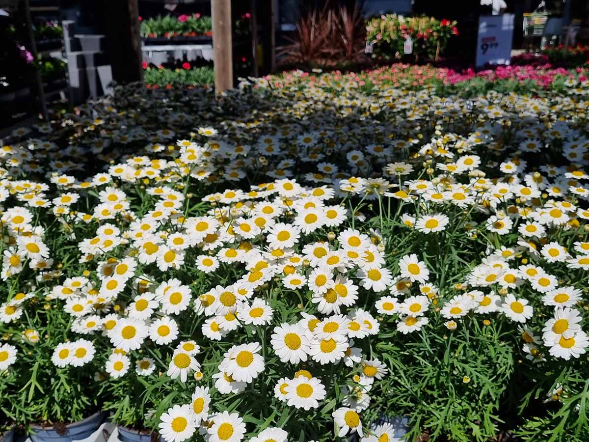 Päivänkakkarakasvit