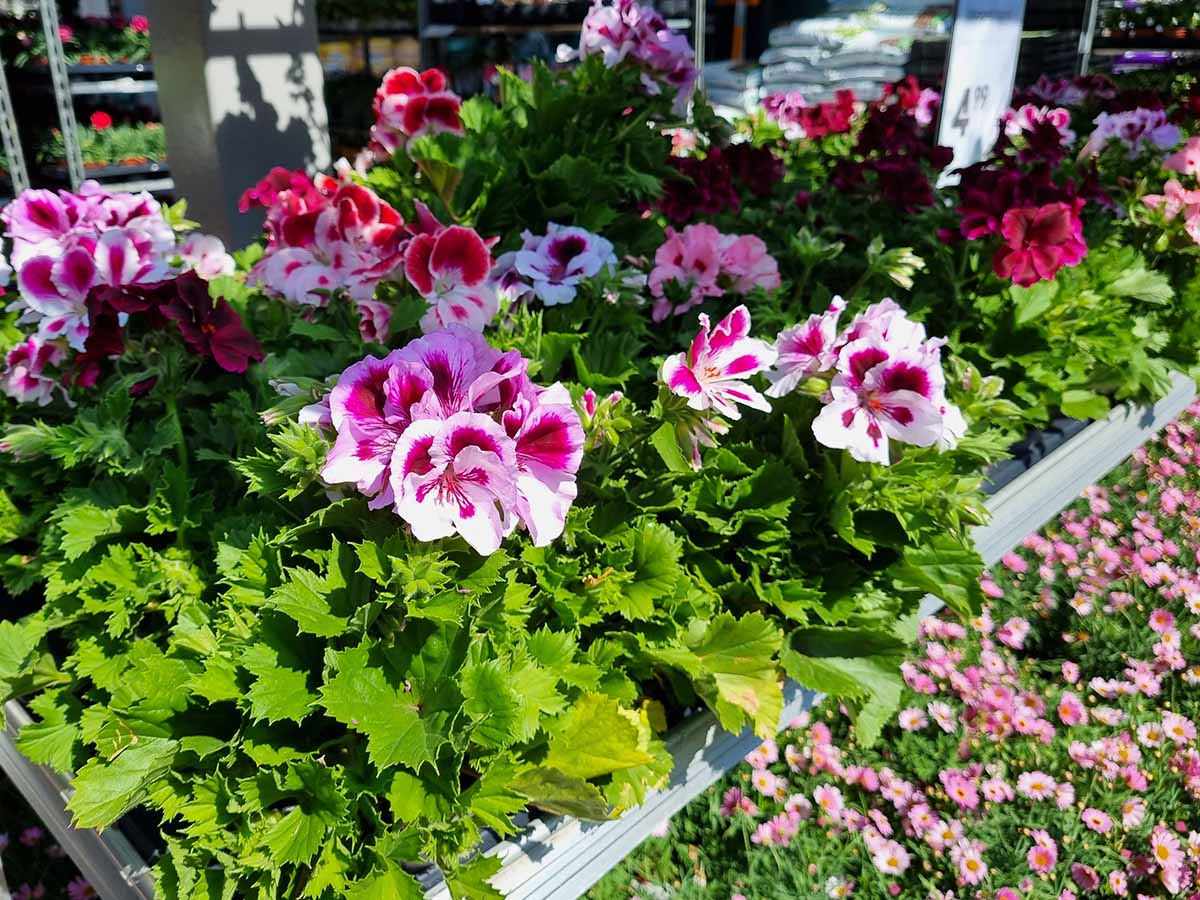 Pelargonioita myymälässä