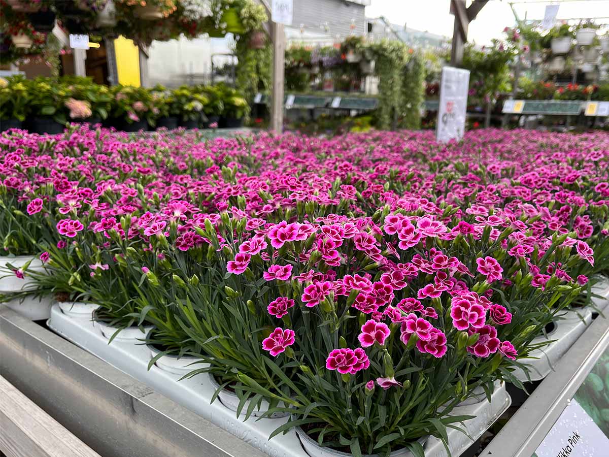 Kukat ja kestävä toimitus