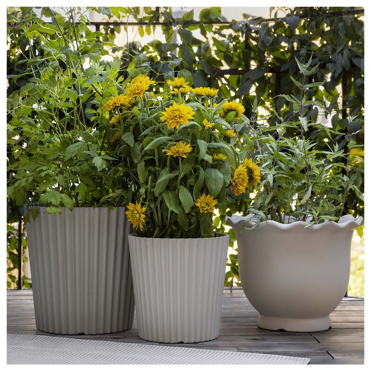 Tre blomsterpotter med grønne planter på en balkong. Planten i midten har gule blomster.