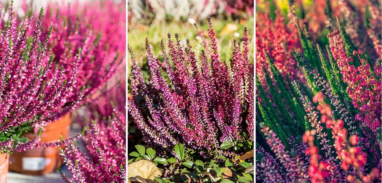 Kanervat ja callunat syysistutuksessa