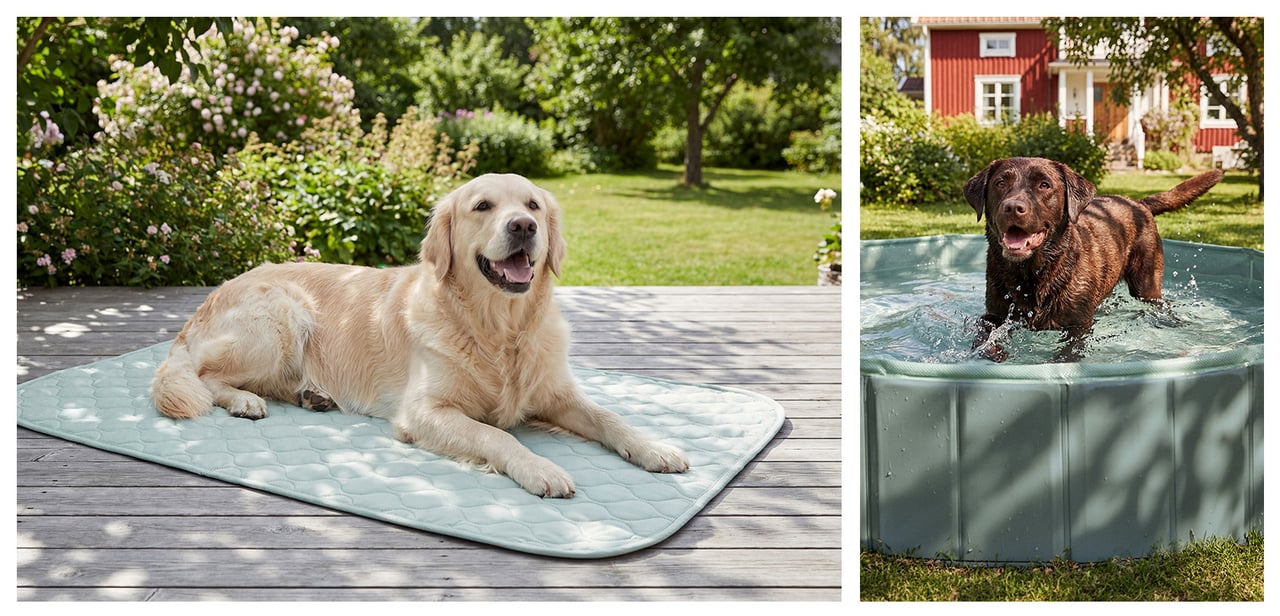 Golden retriever ligger i skuggan på en kyldyna på en altan. Brun labrador badar i en hundpool.