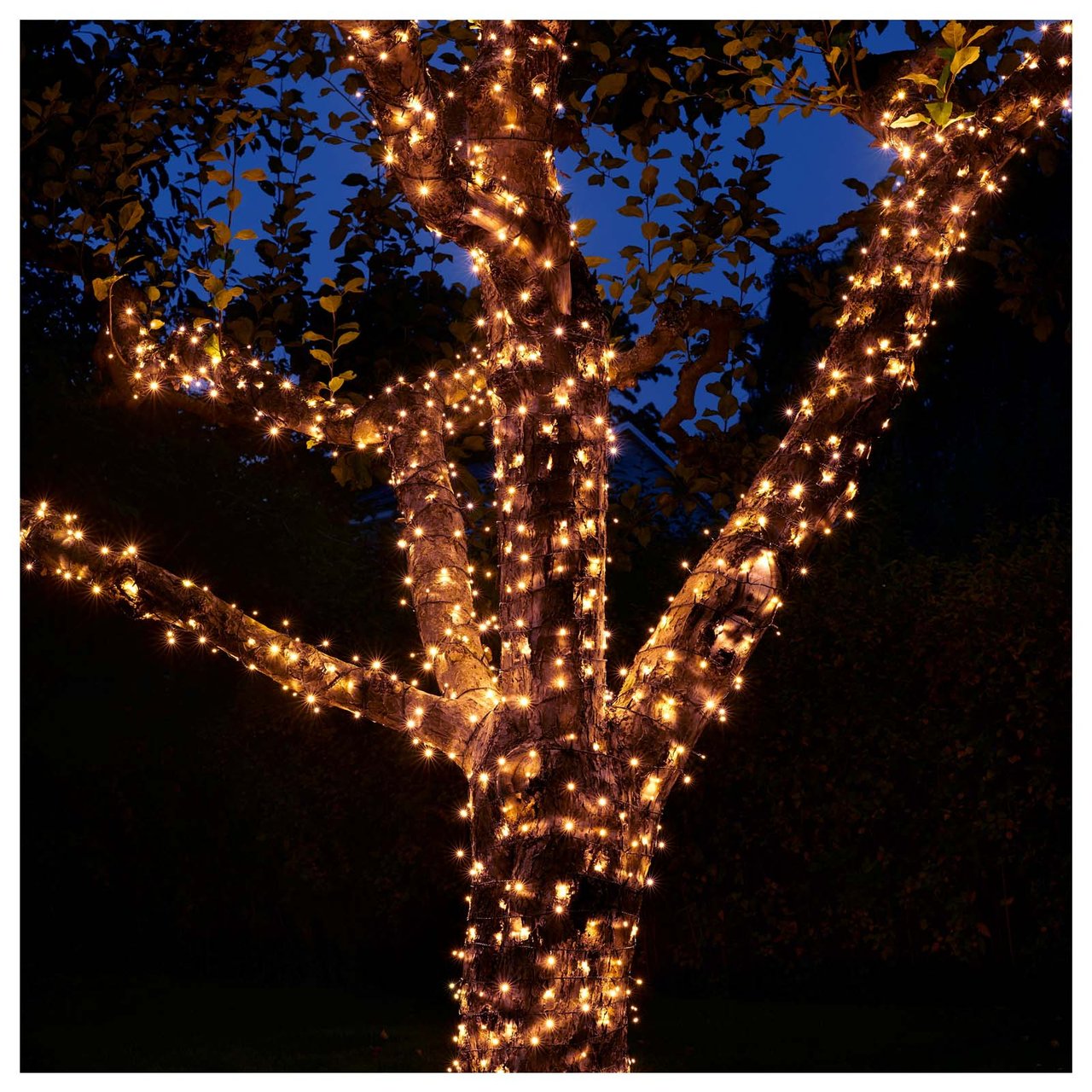 Träd med ljusslingor runt stam och grenar.