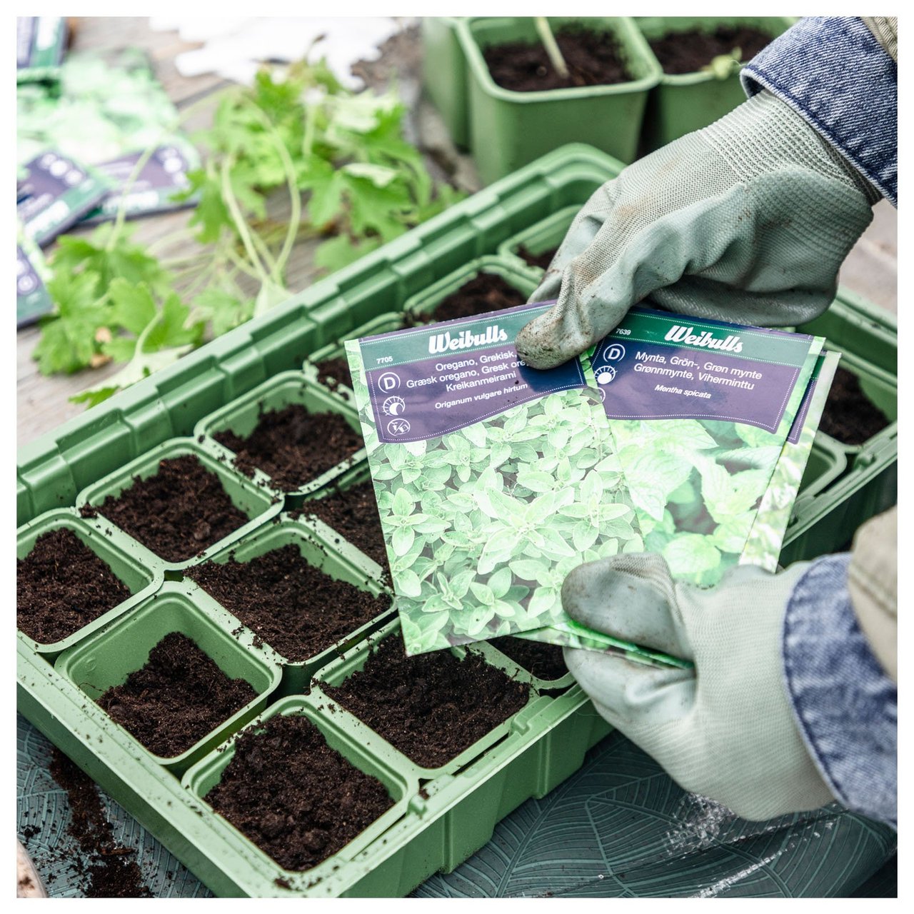 Hender med hagehansker holder i frøposer over et plantebrett.