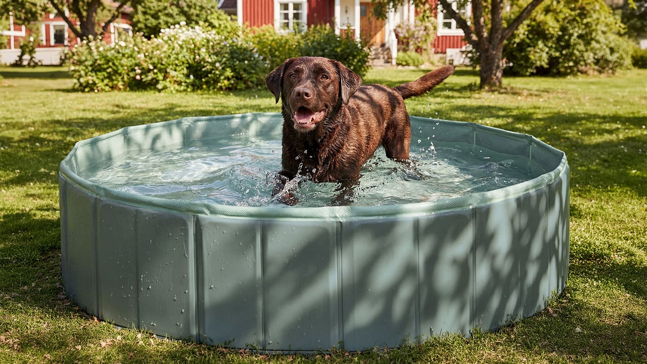 Brun labrador badar i en hundpool. Trädgård och rött hus i bakgrunden.