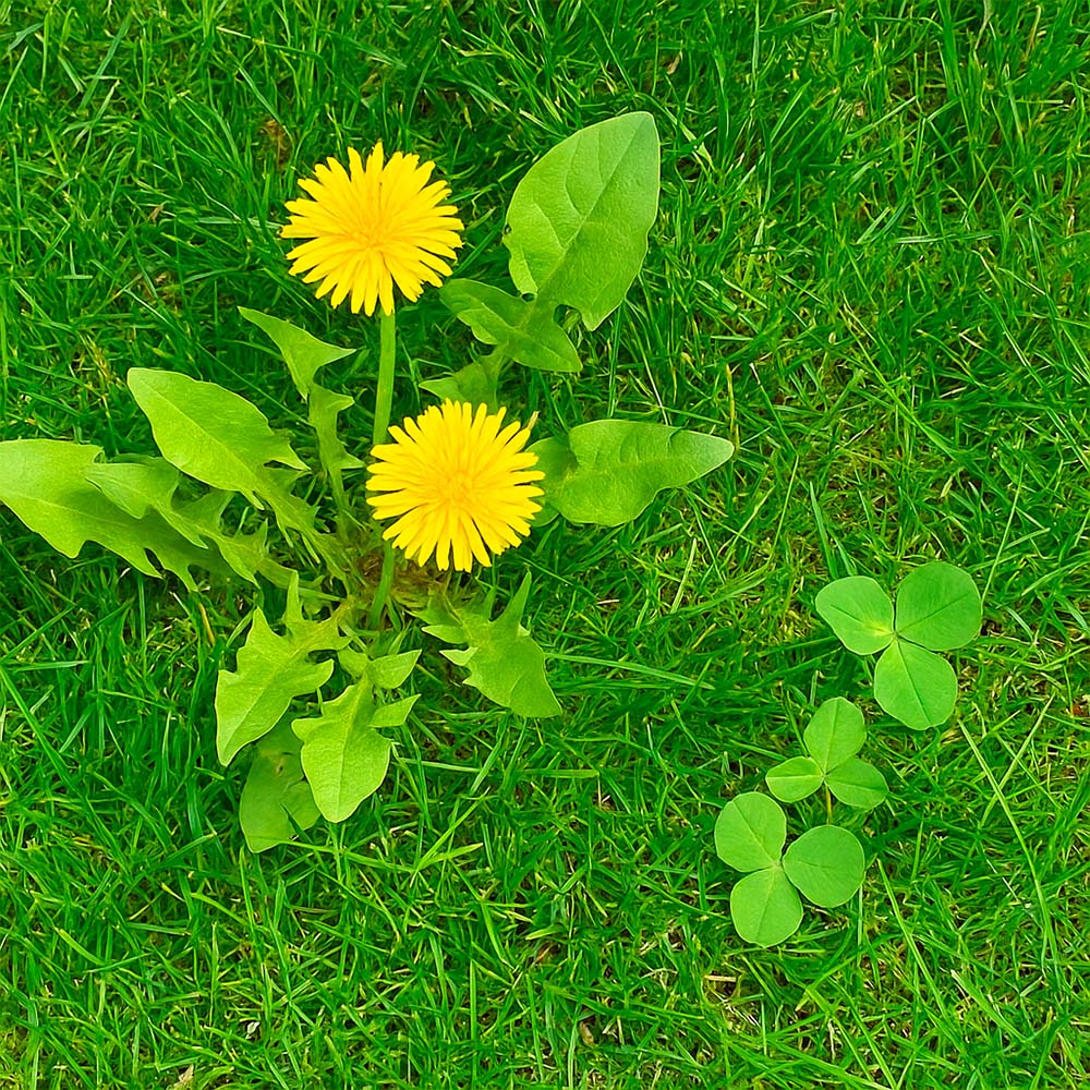 Nurmikko keväällä