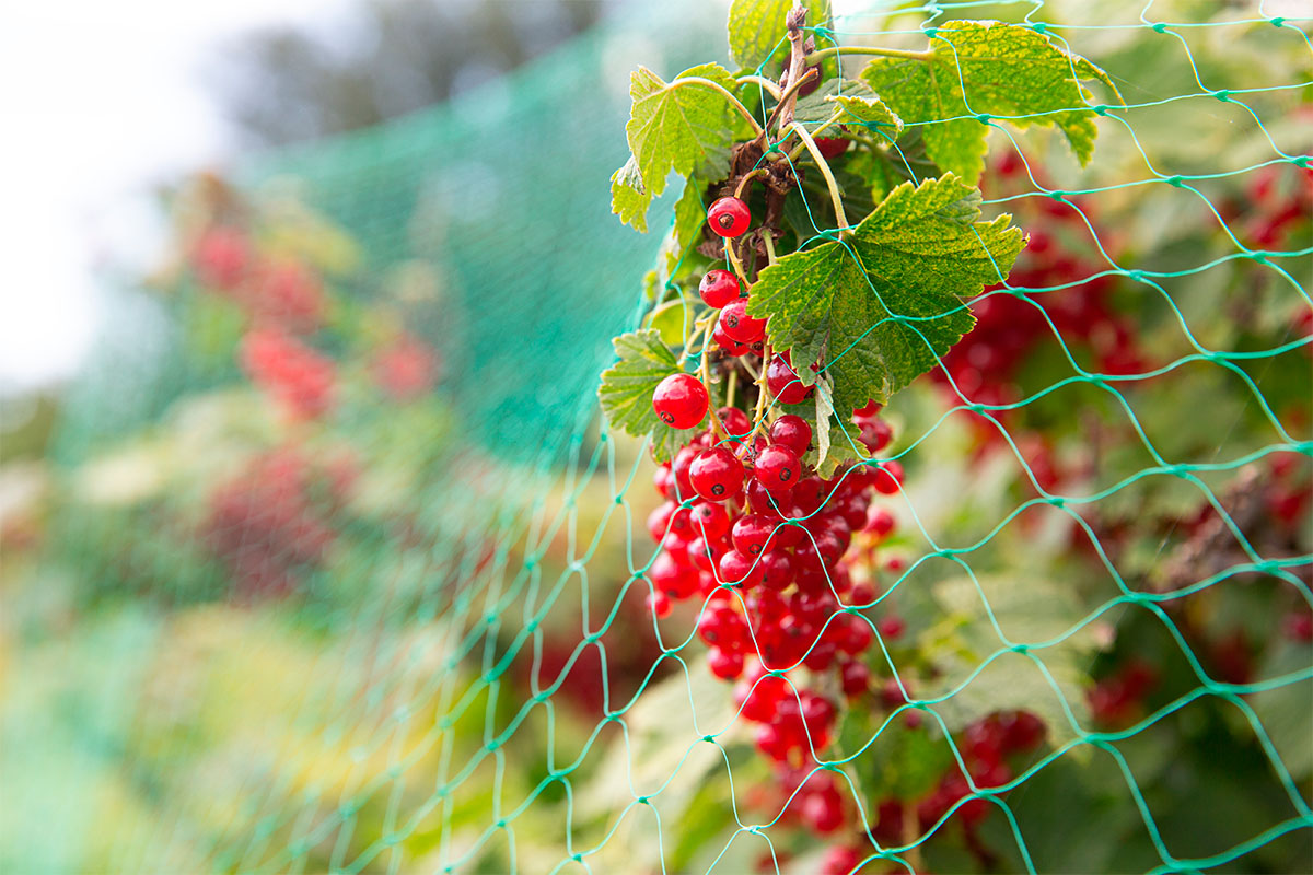 Rastasverkolla suojattu pensas
