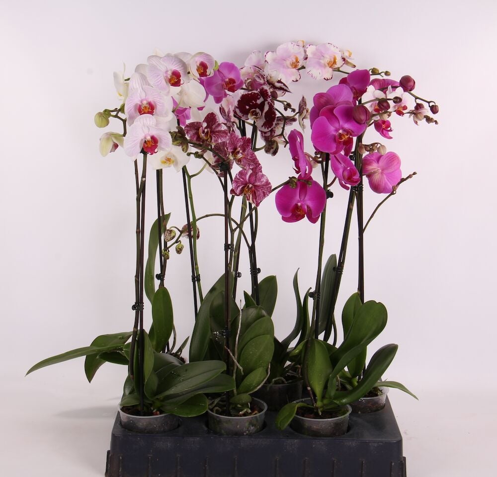 Useita orkideoita eri kukkien väreissä ruukuissa.