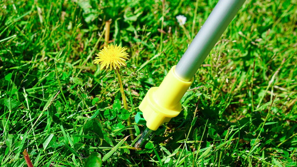 Rikkaruohojen poistaja, jossa keltainen kahva vihreällä nurmikolla.