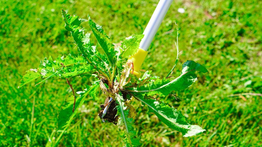 Voikukkienpoistaja vetää voikukat ylös juurineen.