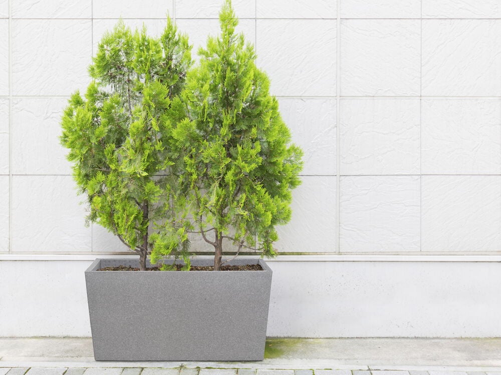 Suorakulmainen musta ulkoruukku, jossa on kaksi vihreää puuta.