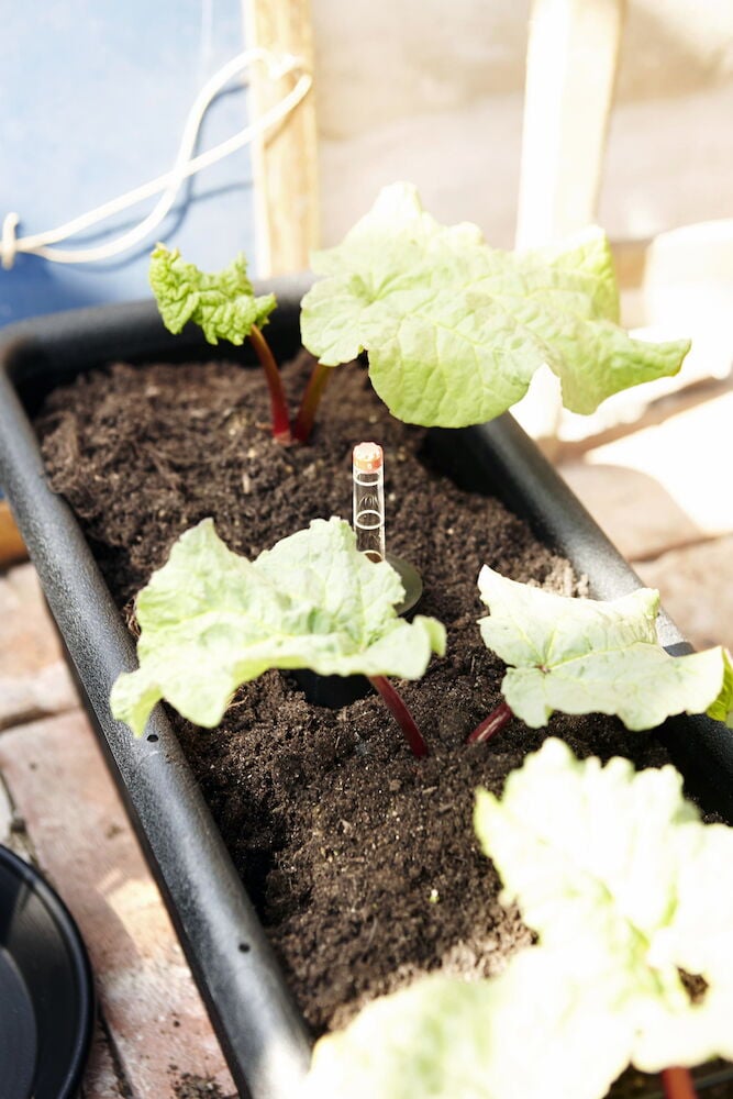 Musta parvekeruukku, jossa on multaa ja vihreitä kasveja.