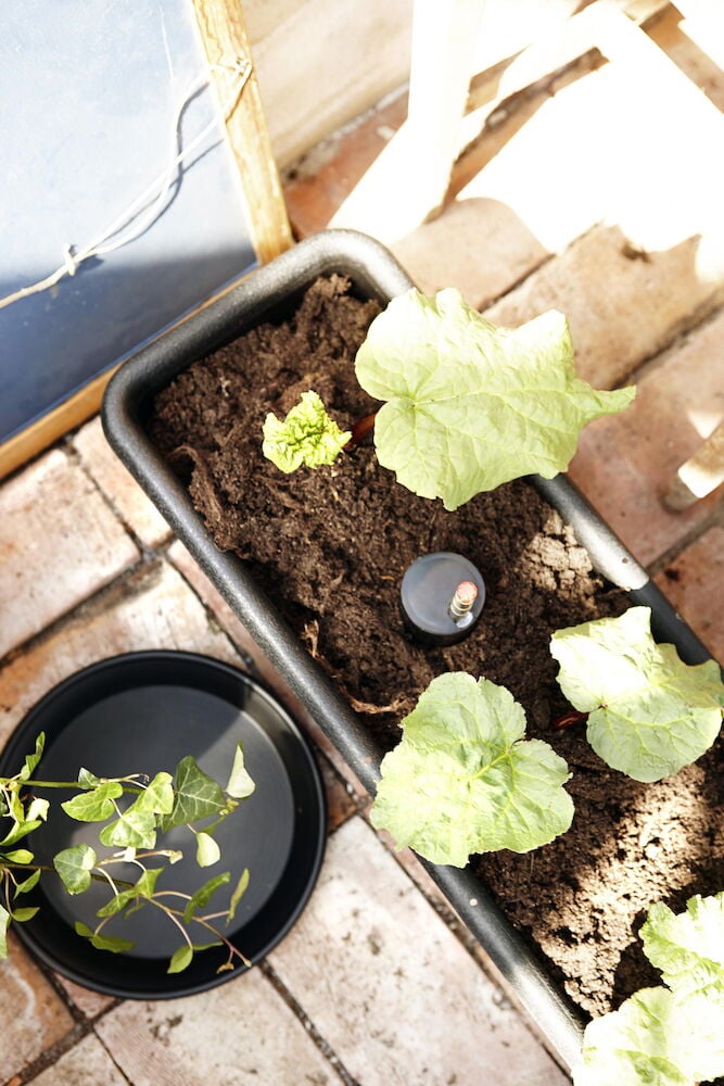 Musta parvekelaatikko, jossa on maata ja kasvavia kasveja.