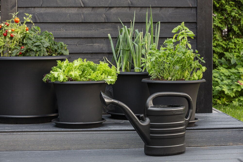 Musta muovinen kastelukannu istutettujen vihannesten edessä.