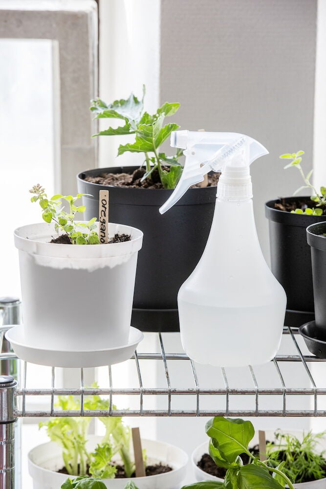 Läpinäkyvä muovisuihkepullo huonekasvien vieressä.