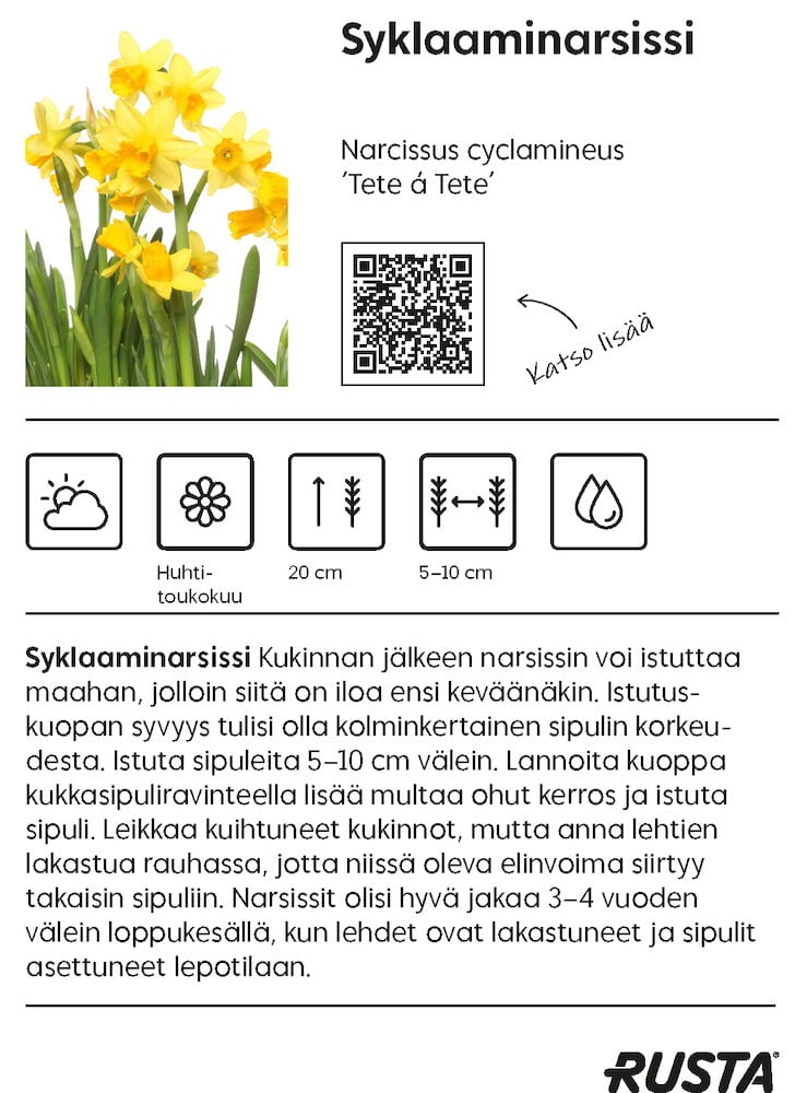 Narsissi Tête à Tête - 2