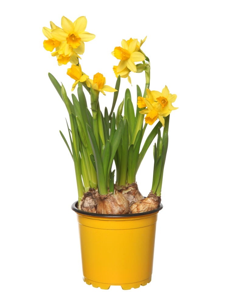 Narsissi Tête à Tête