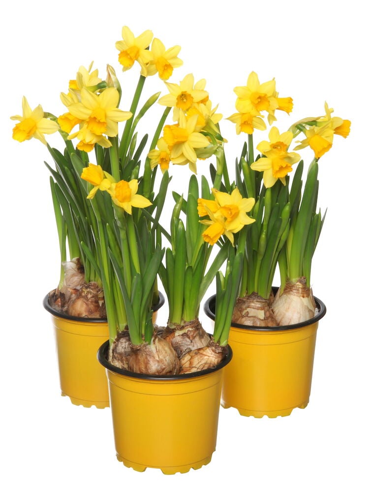 Narsissi Tête à Tête - 4