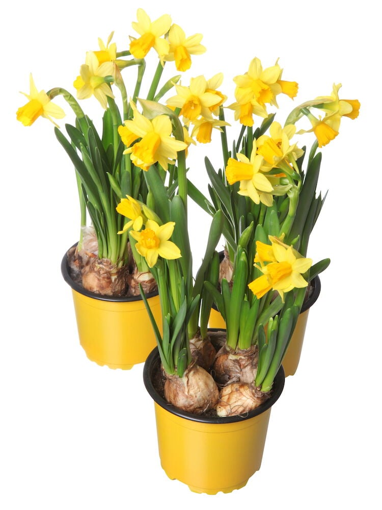 Narsissi Tête à Tête - 6