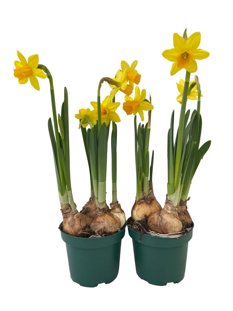 Narsissi Tête à Tête - 3