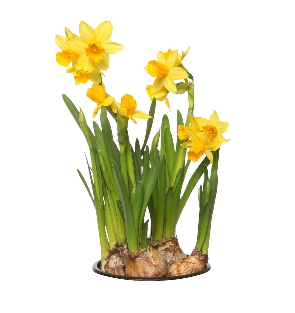 Narsissi Tête à Tête - 2