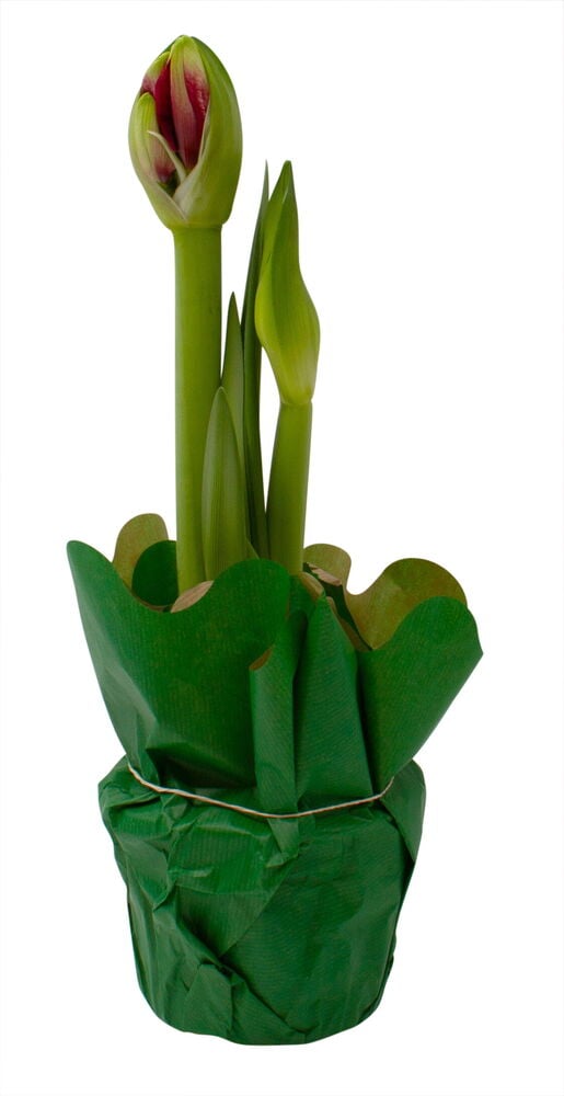 Amaryllis 2-vanainen - 2