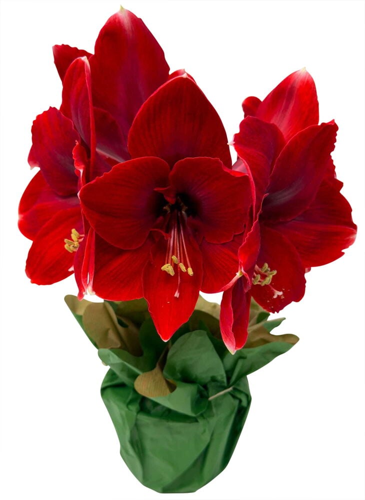 Amaryllis 2-vanainen