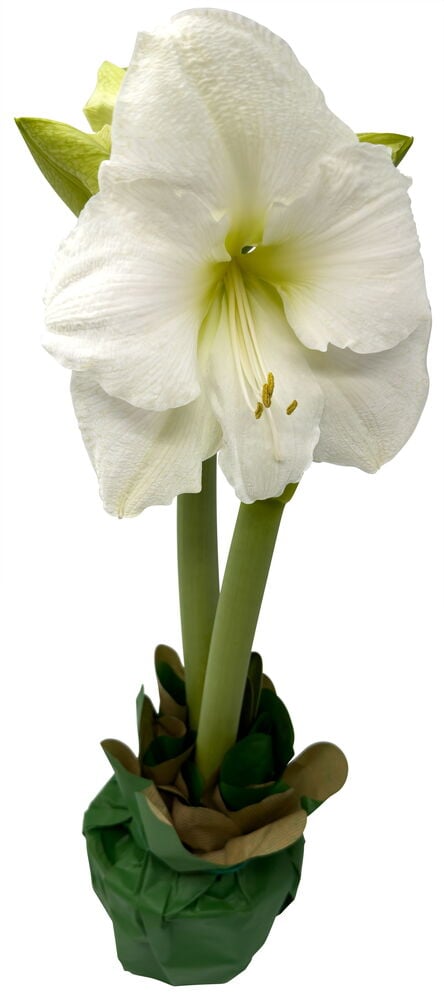 Amaryllis 2-vanainen - 2