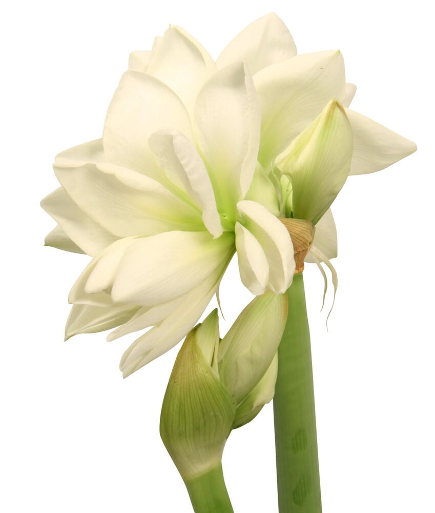 Amaryllis 2-vanainen - 3