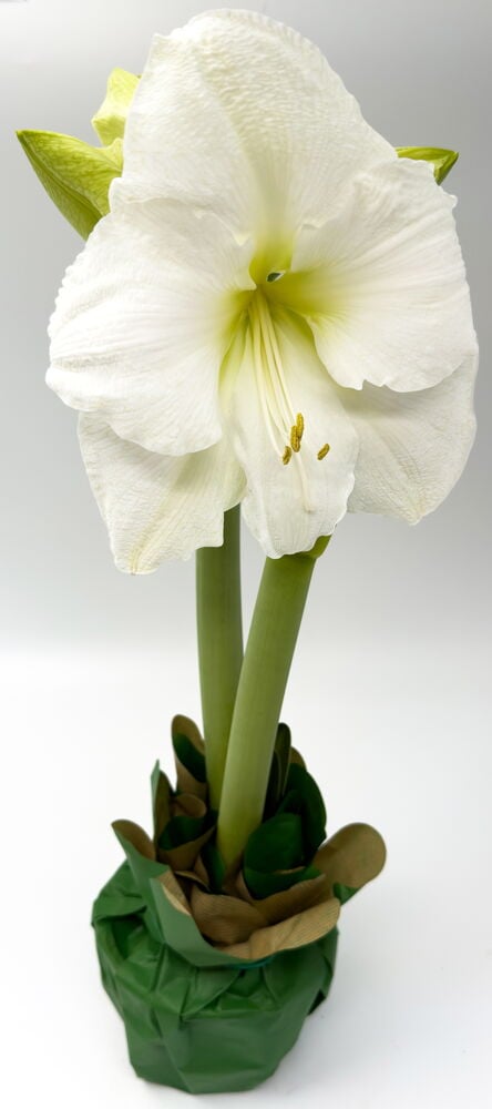 Amaryllis 2-vanainen