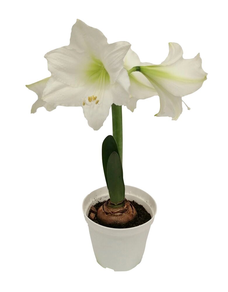 Amaryllis 1-vanainen - 2