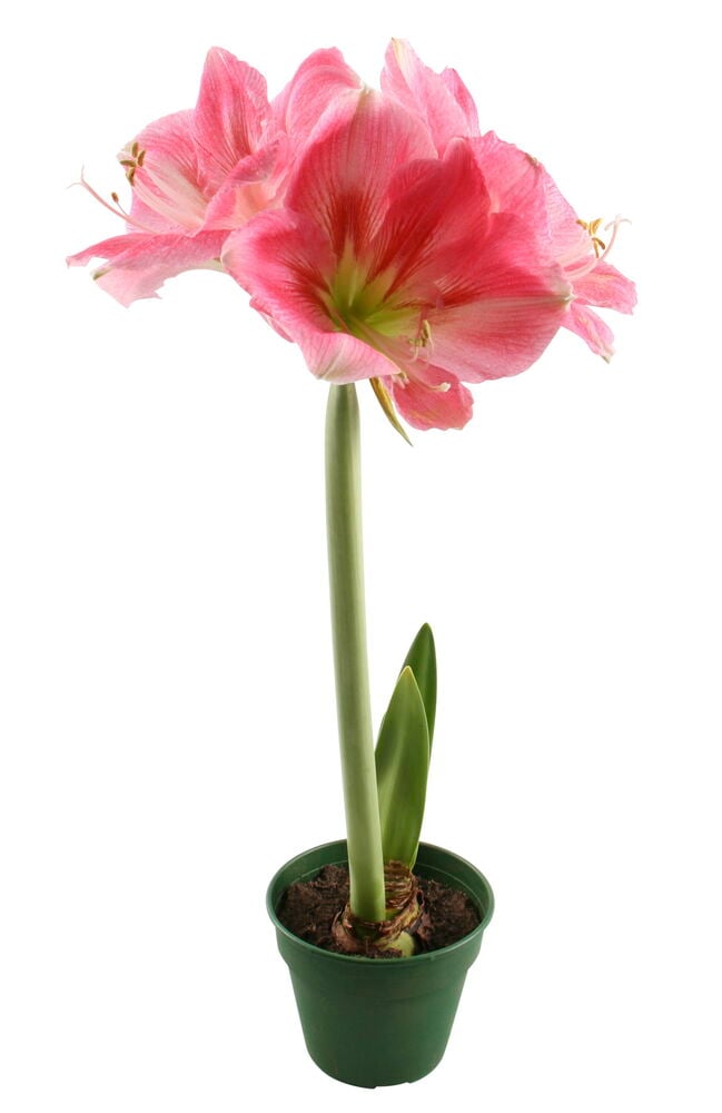 Amaryllis 1-vanainen - 3