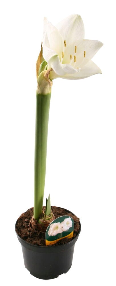 Amaryllis 1-vanainen - 4