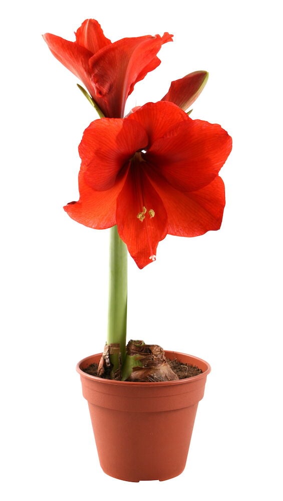 Amaryllis 1-vanainen