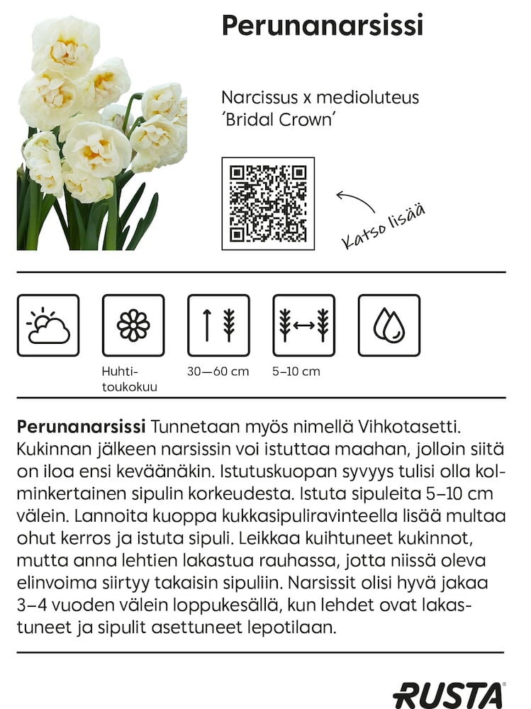 Bridal Crown Perunanarsissi - 2