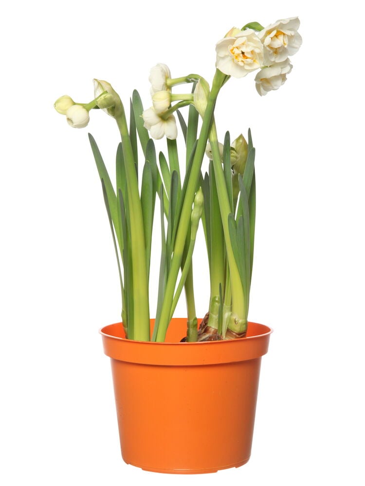 Bridal Crown Perunanarsissi