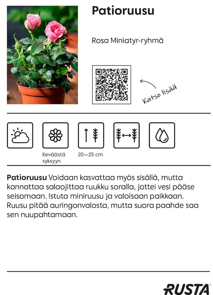 Pieni vaaleanpunainen ruusuruukku oranssissa ruukussa vihreillä lehdillä.