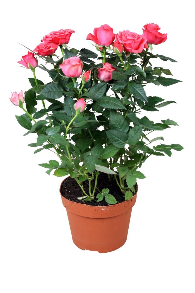 Pieni ruusupensas, jossa on vaaleanpunaisia kukkia ruukussa.